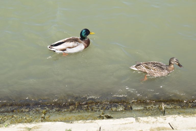 Two ducks, one with a green head and the other mottled brown, swimming near the edge of a body of clear water.