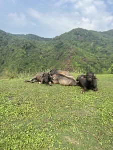 Three buffalo lying on a grassy hilltop with lush green mountains and a partly cloudy sky in the background.