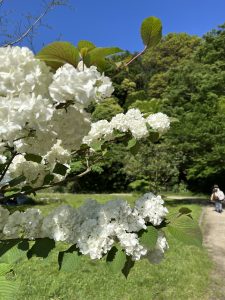 Japanese Snowball Flowers with Greenery outfits 