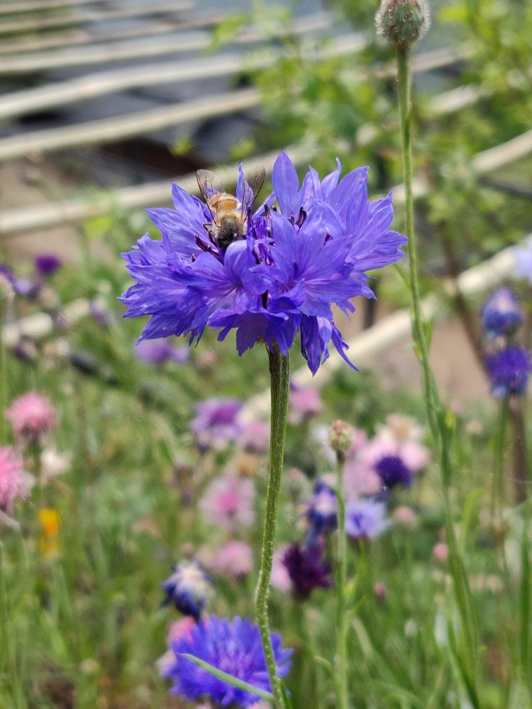 Blue cornflower with a bee collecting pollen, set against a blurred natural background with greenery