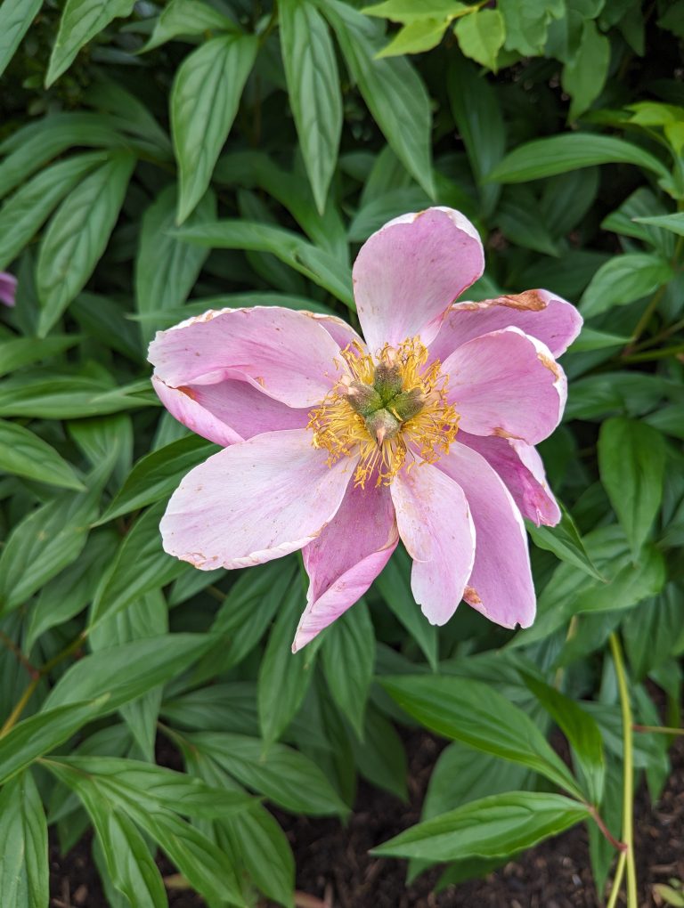 A close-up of a pink peony flower with slightly wilted petals, surrounded by vibrant green leaves.