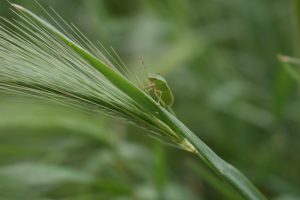 A green shield bug perched on a blade of barley in a field with a soft-focus green background.