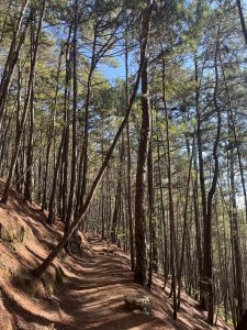 Baguio Camp John Hay Yellow Trail. A hiking trail winding through a dense forest with tall, thin pine trees and scattered patches of sunlight on the ground.