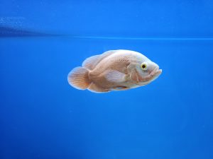 一条长着大眼睛和圆形鳍的浅色鱼在清澈的蓝色水中游泳，周围可见一些小气泡。
