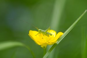 A young grasshopper with an extremely long antenna sits on a yellow flower