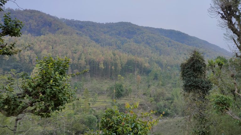 A scenic view of a lush, green landscape with a forested hill in the background. The area is densely covered with trees, and there’s a variety of foliage, showcasing different shades of green. The sky is clear and pale blue, creating a serene and peaceful atmosphere.
Dakpathar Uttarakhand