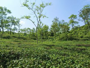 A lush tea plantation with rows of tea plants stretching across rolling hills, interspersed with tall trees against a clear blue sky.