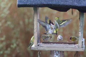 Fighting for food in the bird house, Siskin and a Goldfinch four other Siskins hanging out.


