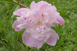 Close-up of a light pink flower with soft petals and drops of water, with a small insect perched on one of the petals, set against a green grassy background.