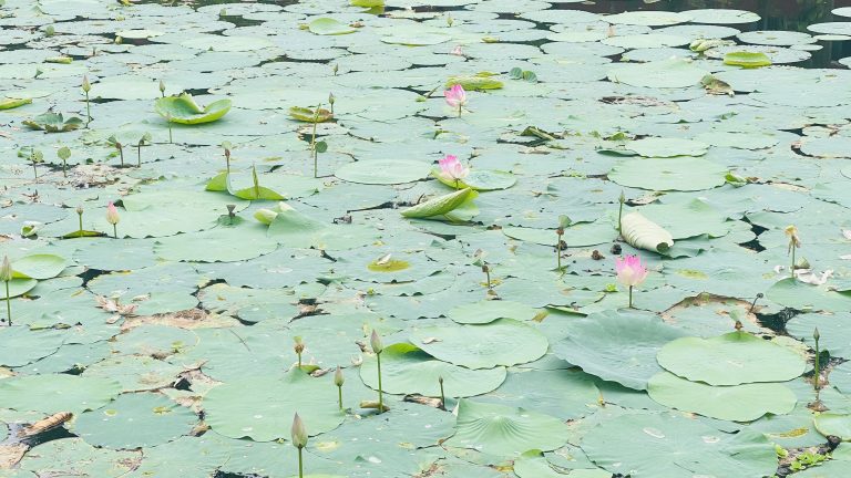 Pond full of of padma flower, Bangladeshi national flower.