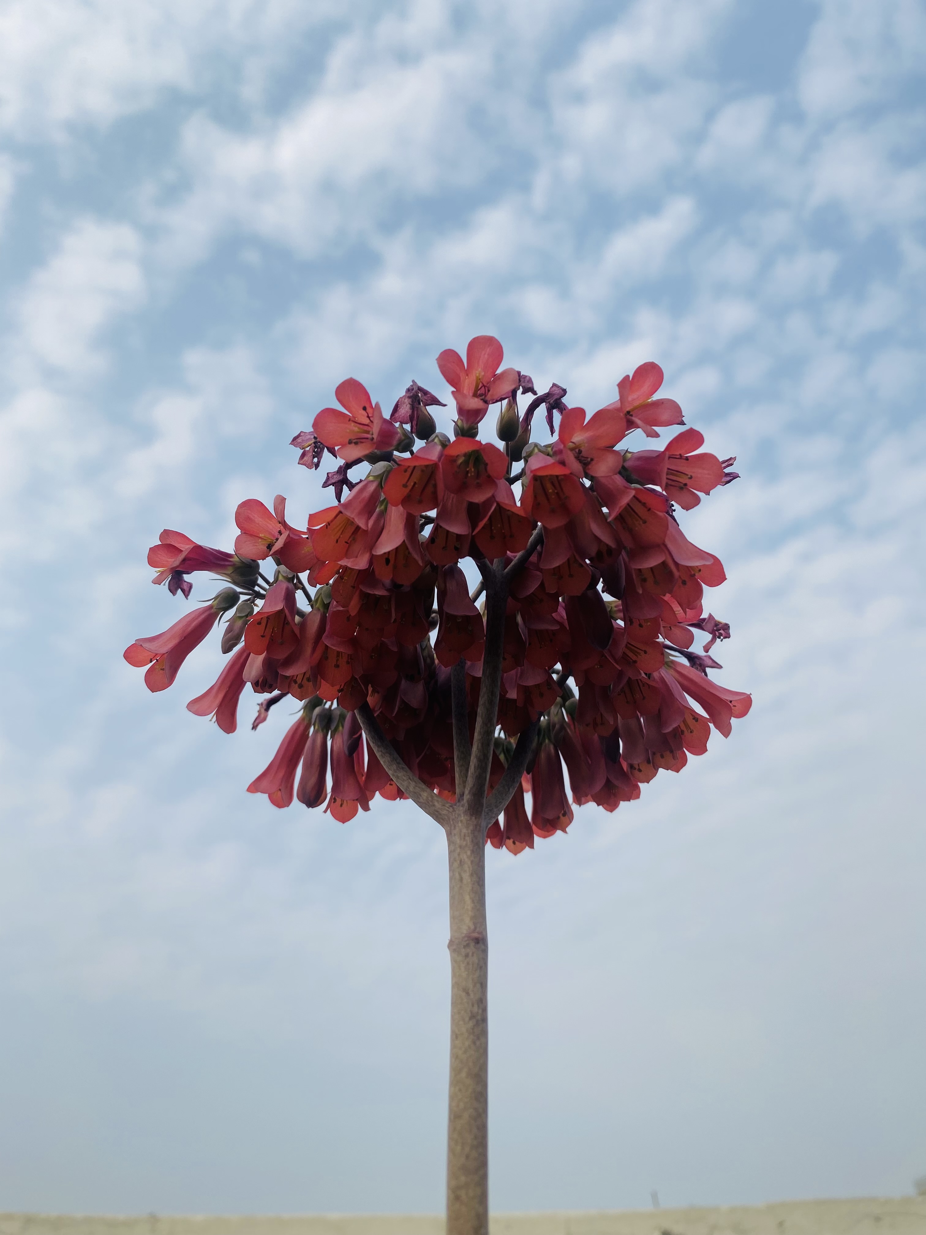 Close-up view of a tall plant with clusters of red bell-shaped flowers at the top, set against a background of a partly cloudy sky.