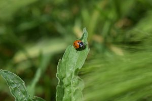 A close-up of a ladybug with a red and black spotted shell, perched on a green leaf 