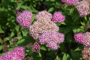 View larger photo: A group of pink flowers is blooming with green foliage in the background.