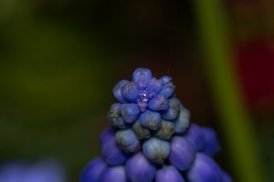 A macro photo of a raindrop on the tip of a Grape hyacinth with an out of focus background