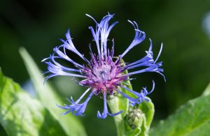 The blue flower of a mountain knapweed (syn: mountain cornflower) (bot: Centaurea montana).