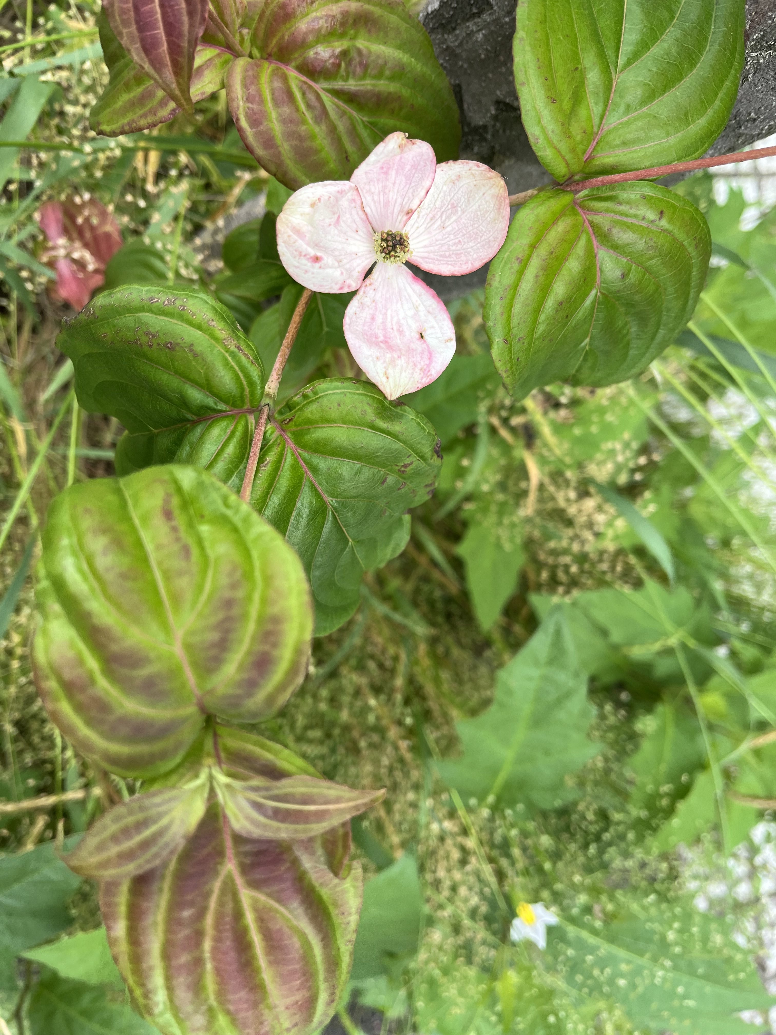 A small Pink Dogwood with four petals is surrounded by large green and reddish leaves, set against a backdrop of various green plants and foliage.