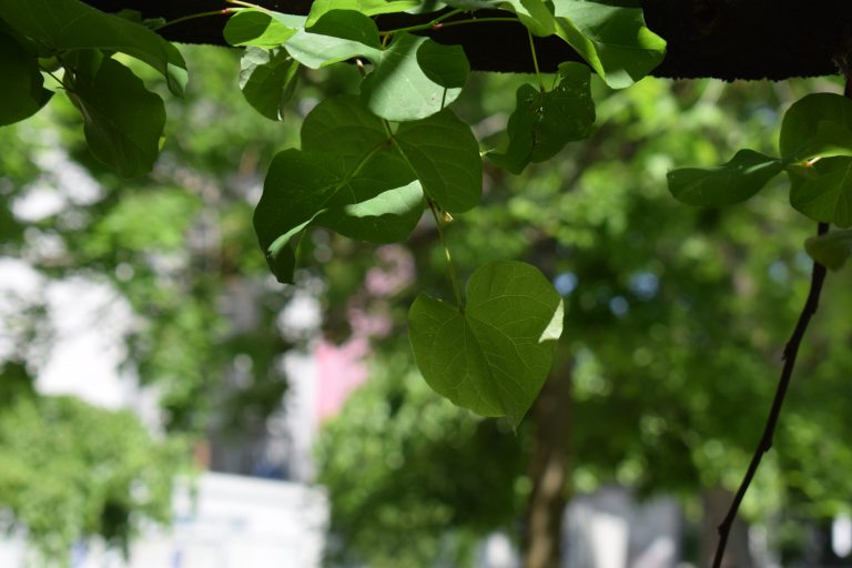 Close up of the green leaves in the tree with blurred background.