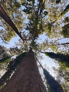 Forest area: View of the sky from the bottom of a tree.