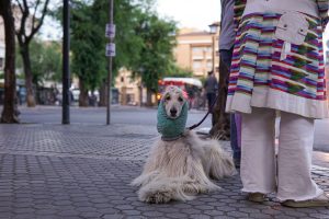 Cute afghan hound with a wool scarf laying in the floor near it's owner