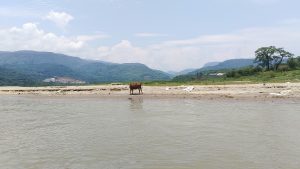 A cow standing in water near a river, enjoying a refreshing moment in nature's embrace.