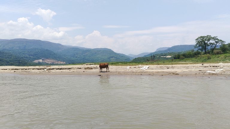 A cow standing in water near a river, enjoying a refreshing moment in nature’s embrace.