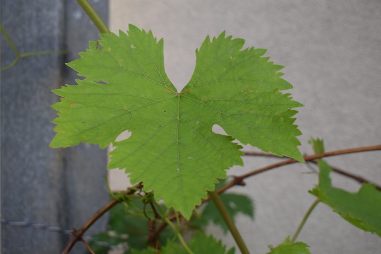 Close up of a grapevine leaves.