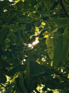 Linden tree flowers, sun in the back, green Linden tree leaves
