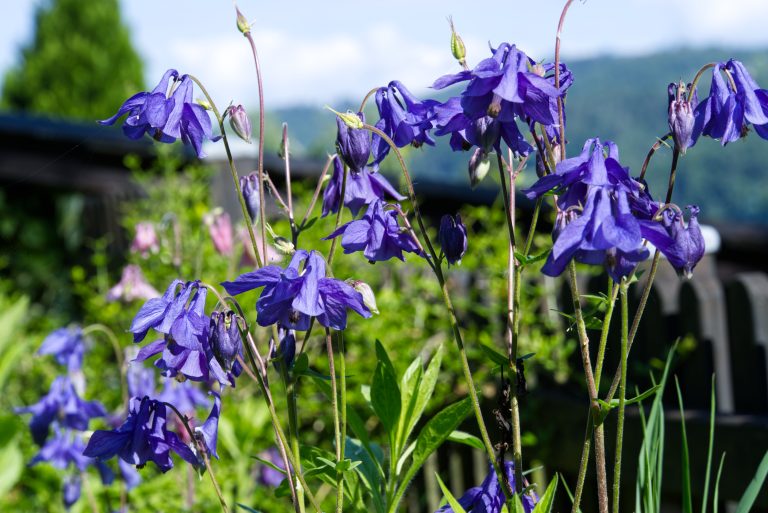 A group of blue columbine flowers in a garden.