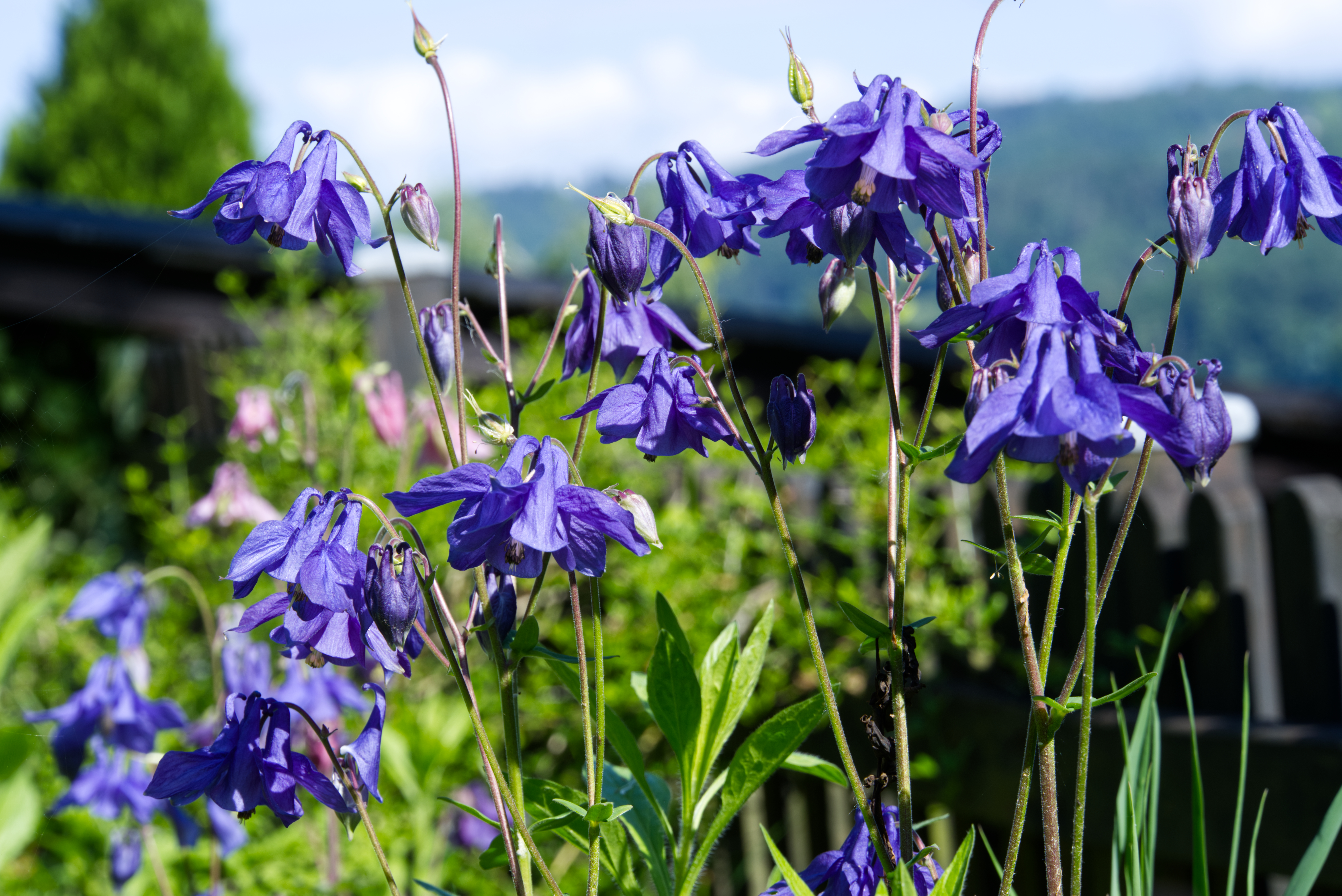 A group of blue columbine flowers in a garden.