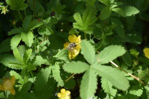 Bee on the yellow flower.