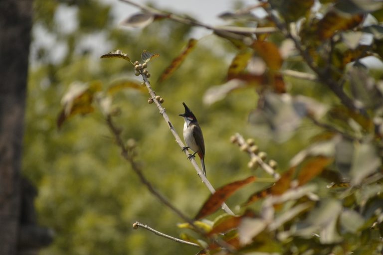 A small bird with a black crest and red markings on its head perched on a thin branch, surrounded by green foliage and out-of-focus leaves in the foreground.