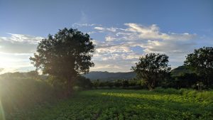 A lush green field with several large trees under a clear blue sky with scattered clouds. The setting sun creates a warm, soft glow on the landscape. Hills are visible in the background.