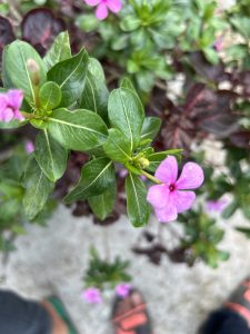 Pink flowers 