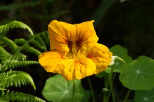 Close-up of a bright yellow nasturtium (indian cress) flower