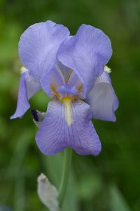 View larger photo: Portrait of a pale purple iris flower with white-yellow stamens and a green blurred background.