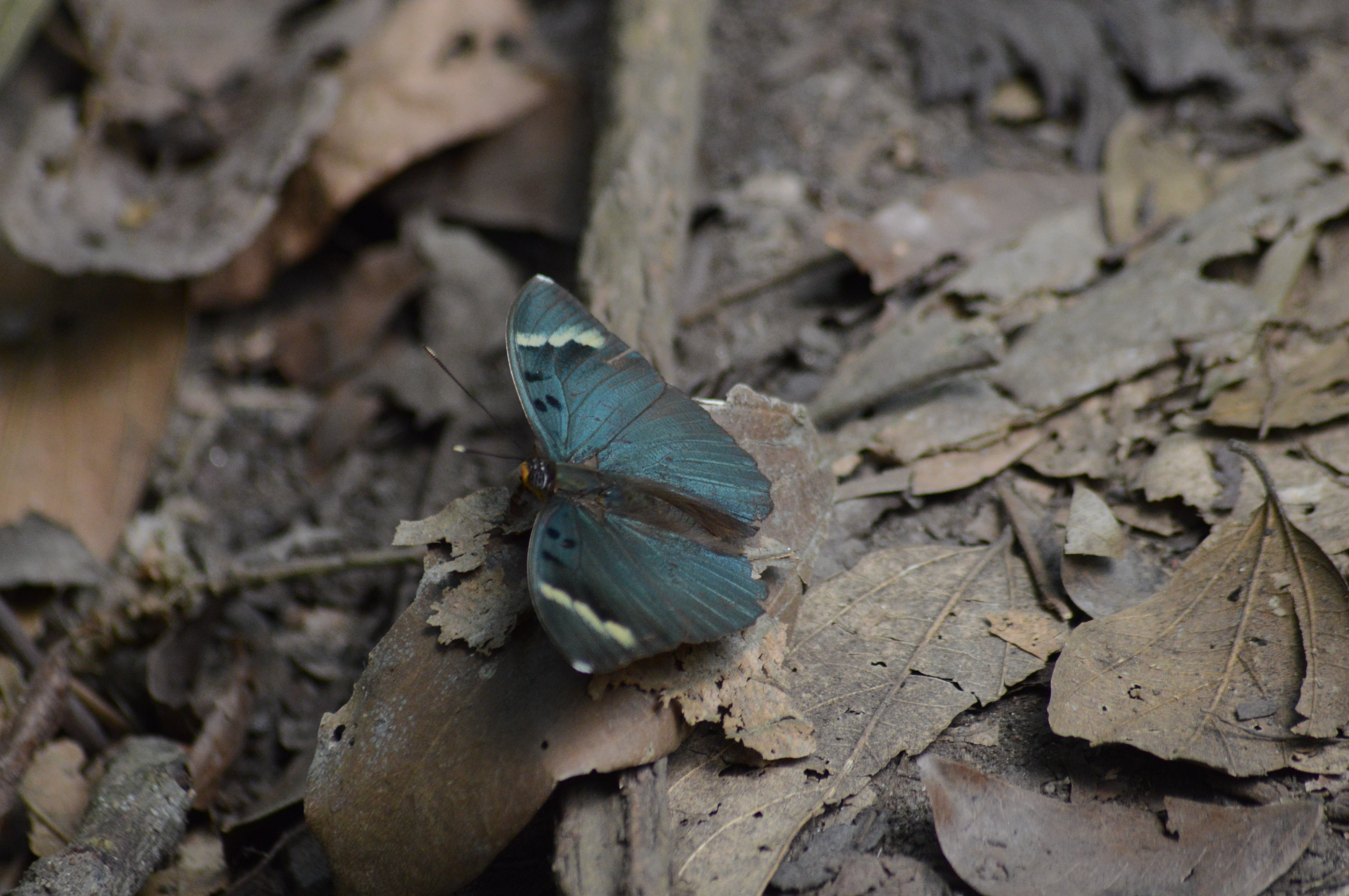 Black butterfly on dry leaves