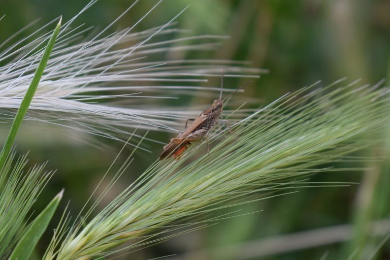 A close-up image of a brown grasshopper sitting on green grass with slender, pointed leaves.