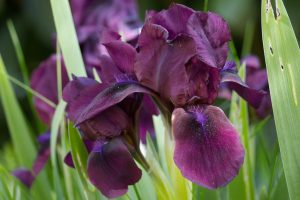 Violet flowers of an iris.