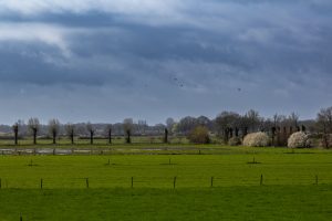 Polder landscape with meadows, trees, bushes in bloom, fencing and a dark blue overcast sky with according flying by