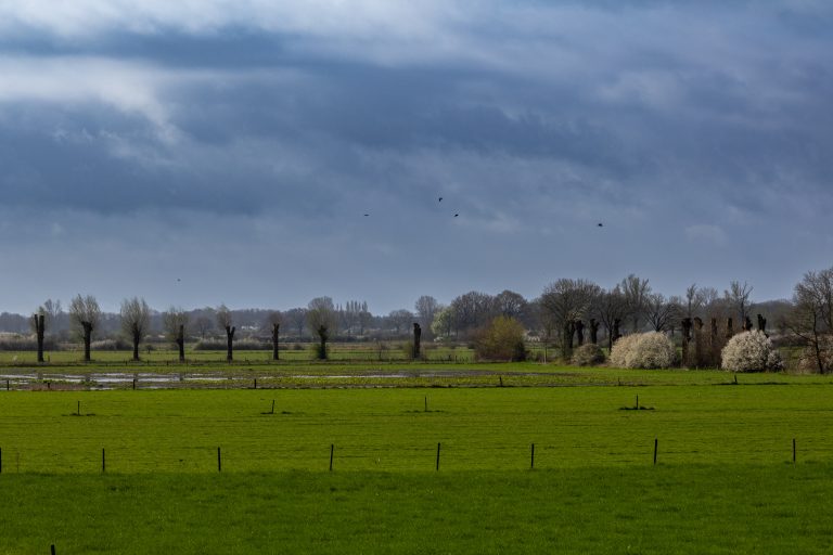 Polder landscape with meadows, trees, bushes in bloom, fencing and a dark blue overcast sky with according flying by