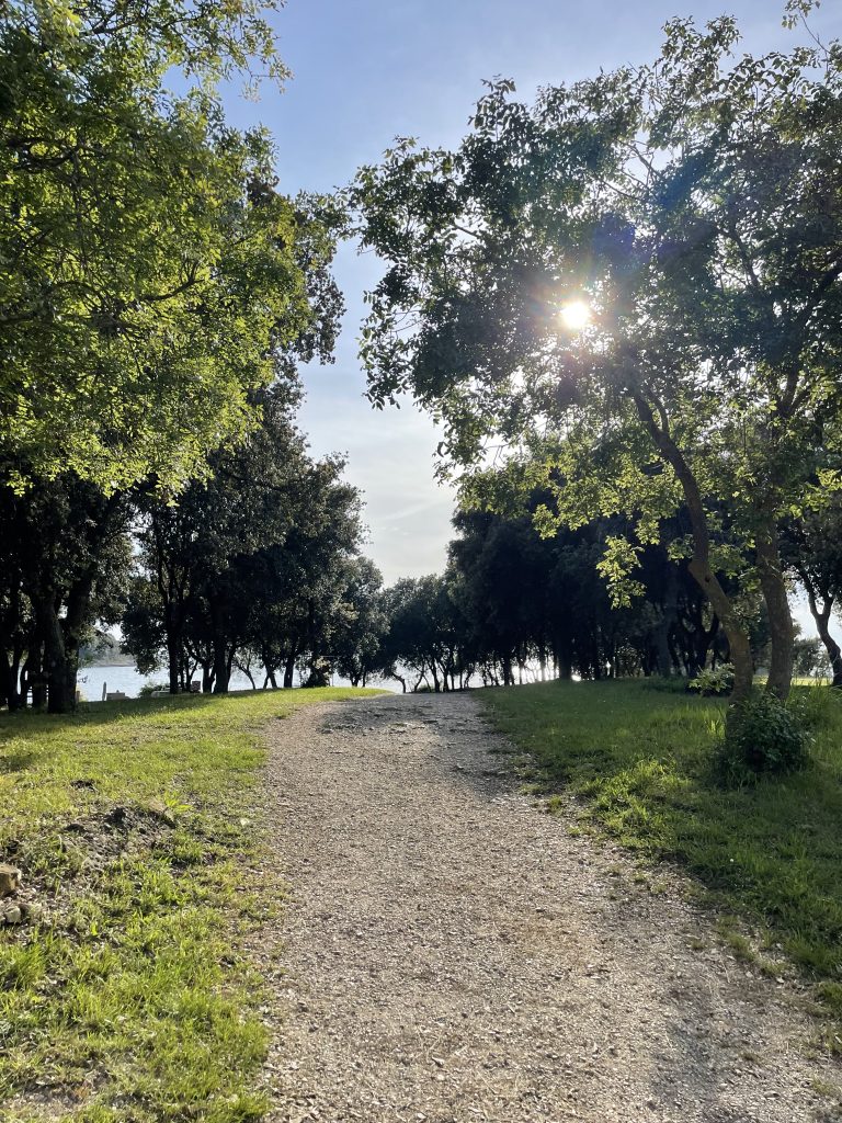 A sunlit dirt path surrounded by lush green grass and trees leads towards a body of water in the distance. Sunlight filters through the leaves, creating a bright and serene atmosphere.