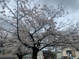 千葉県千葉市中央区　亥鼻公園　裏門の桜　/　Cherry blossoms at the back gate of Inahana Park, Chuo-ku, Chiba City, Chiba Prefecture