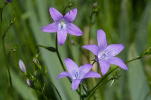  View larger photo: Close-up of three wide open purple flowers of a bellflower (bot: Campanula patula)