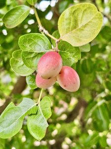 Carissa carandas berries, commonly known as Bengal currant, Christ's thorn, Carandas plum, Karonda, Karanda, and Kanna. From Kozhikode, Kerala.