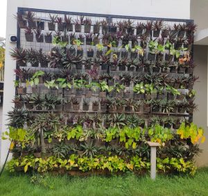 A vertical garden with an array of potted plants arranged in a grid pattern on a wall. The garden features a variety of foliage with different shades of green and some plants with purple leaves, set against a white wall background and above a grassy lawn.