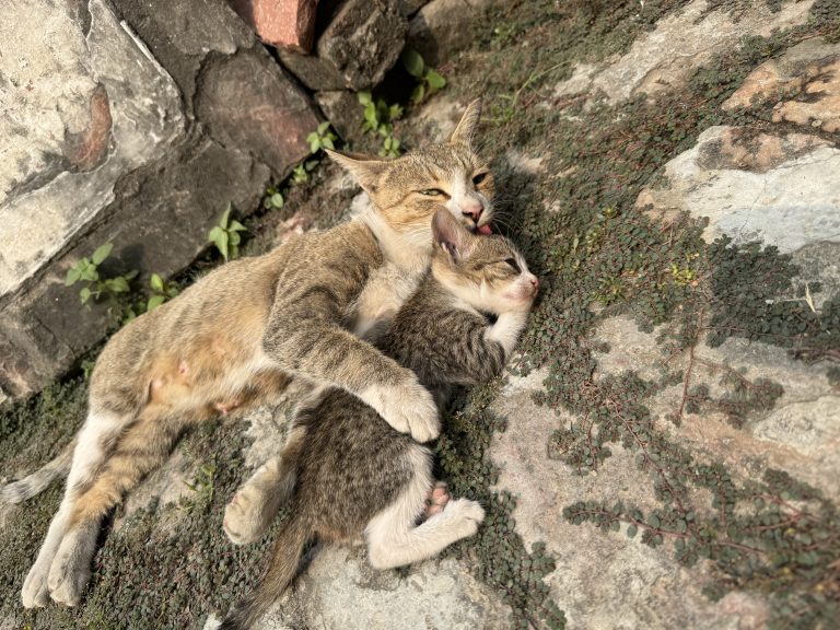 A mother cat lying on the ground with her kitten, both appearing relaxed and content.