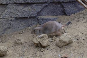 
A prairie dog walks on dirt ground, passing a rock, in the sand.