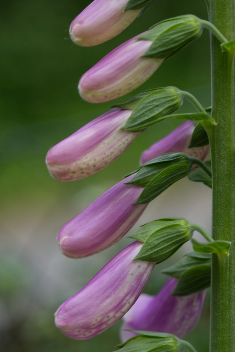 Closed flowers of a pink foxglove (bot.: Digitalis purpurea) against a green background.