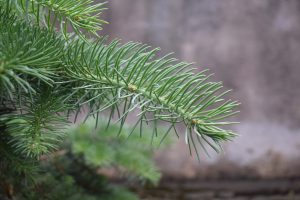 A close up of a green pine needles.