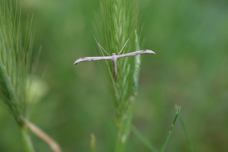 An insect with beige color resting in the green grass.